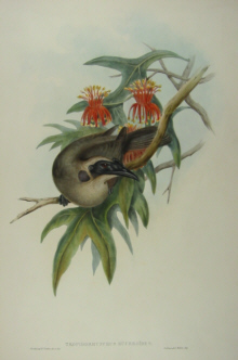 John Gould's Birds of Australia